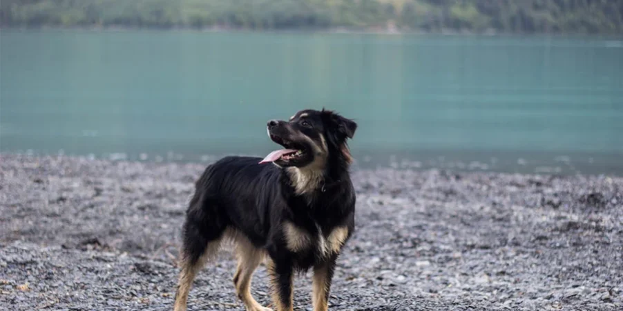 Walking_your_dog_in_Vancouver_this_Spring