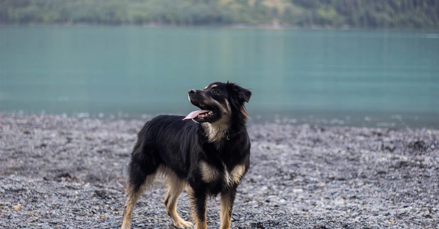 Walking_your_dog_in_Vancouver_this_Spring