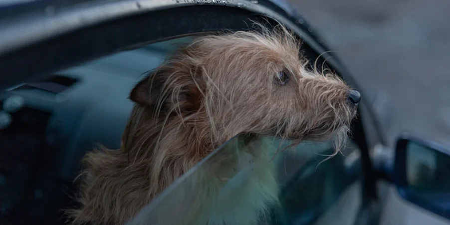 dog-in-car