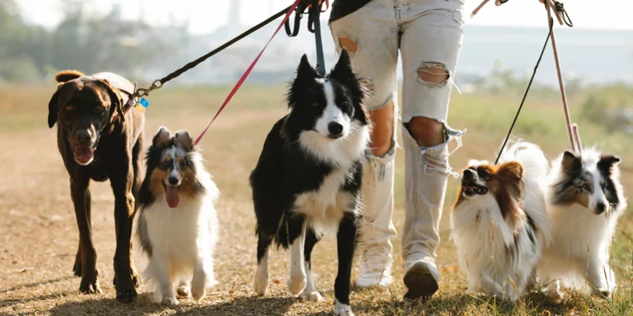 dog-walker-kelowna-main