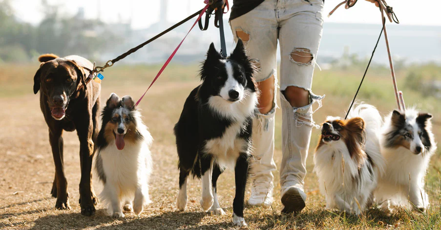 dog-walker-kelowna-main