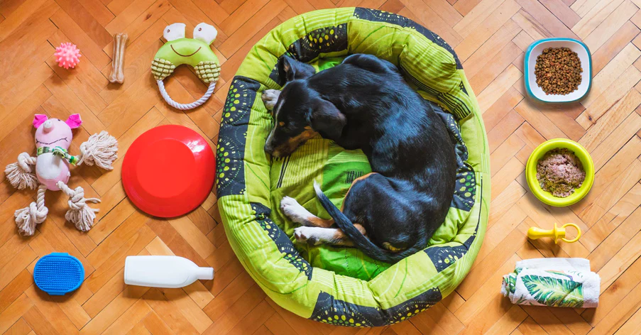 kelowna-dog-in-boarding