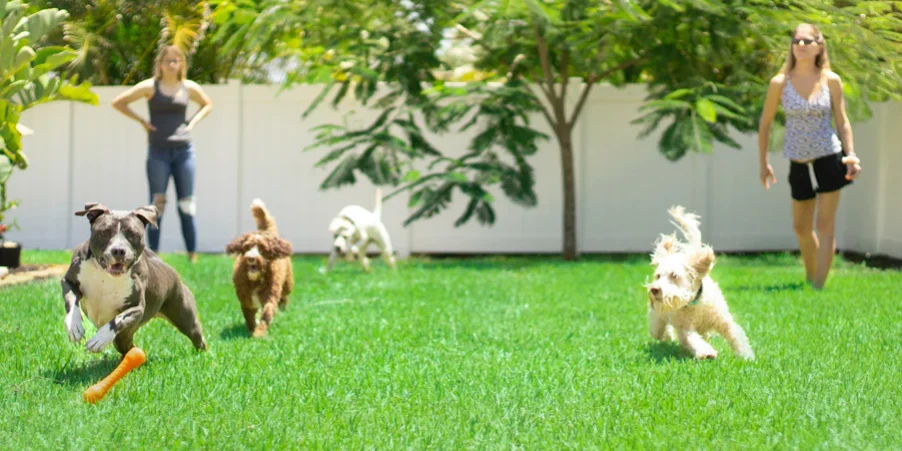 kelowna-dog-in-boarding