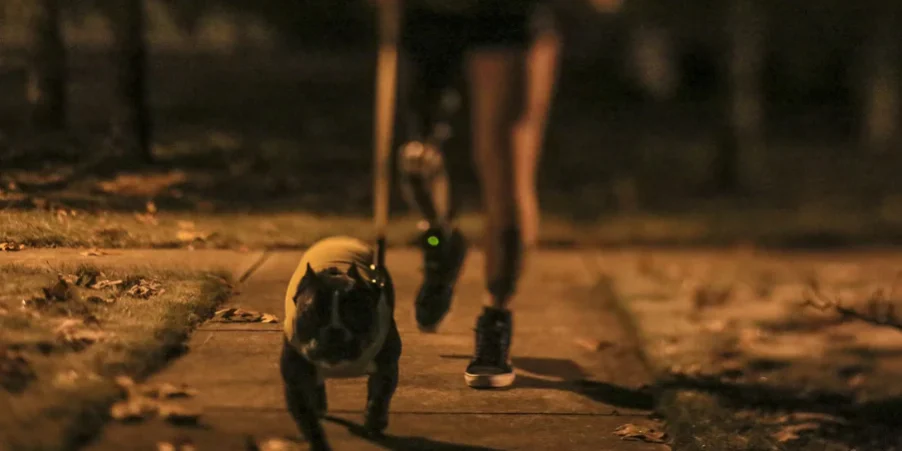 kelowna-dog-walking-night