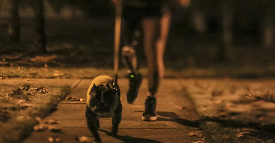 kelowna-dog-walking-night