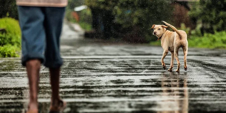 kelowna-dog-walking-rain