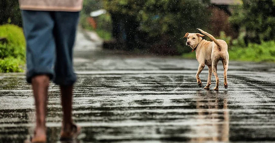 kelowna-dog-walking-rain
