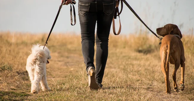 national_dog_walking_month