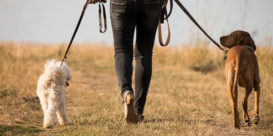 national_dog_walking_month