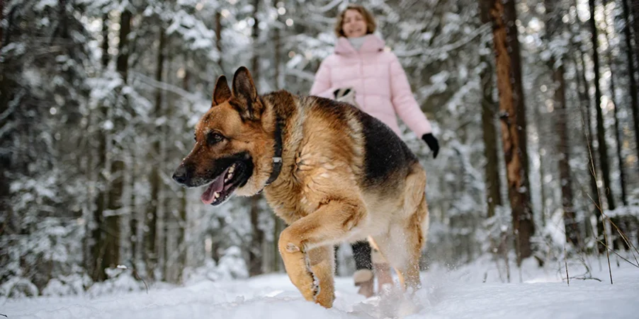 qalking-dogs-in-winter