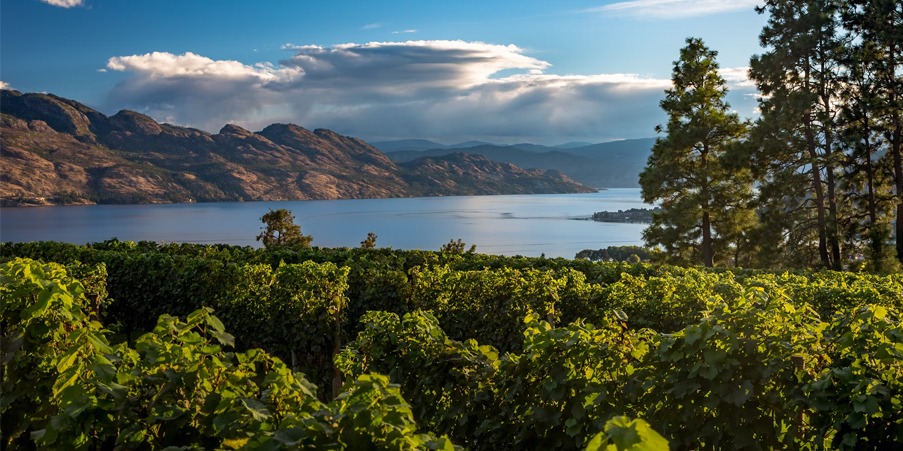 Why_Kelowna_Residents_Should_Invest_in_Professional_Dog_Walking