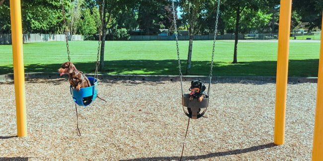 Exploring_Kelownas_Top_Dog_Parks