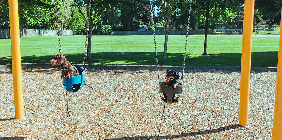 Exploring_Kelownas_Top_Dog_Parks