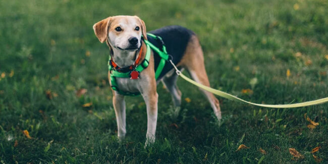 dog-walking-kelowna-age