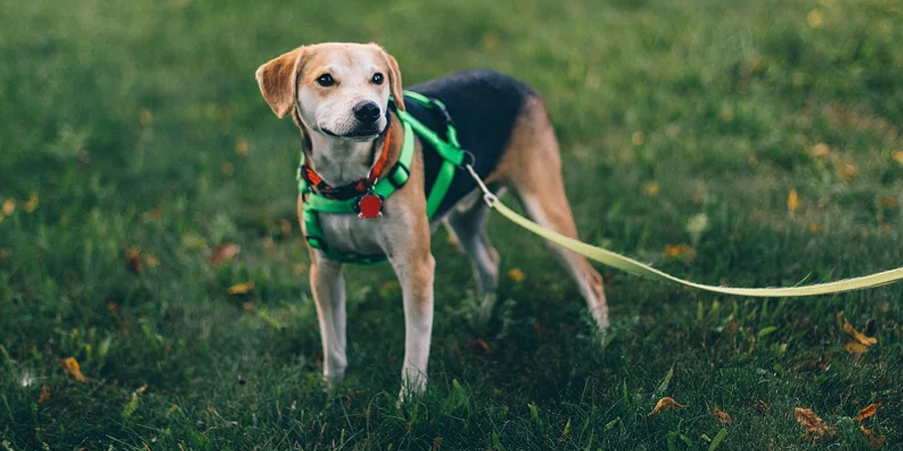 dog-walking-kelowna-age