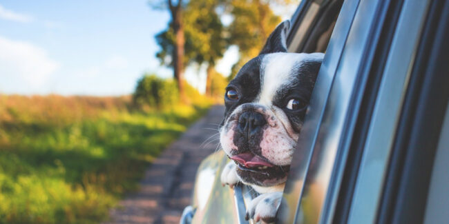 Summer_Road_Trips_and_Safety_for_Your_Dog
