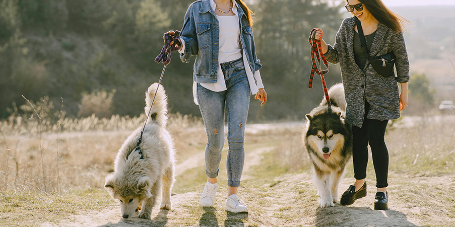 Why_Hiring_a_Dog_Walker_in_Kelowna