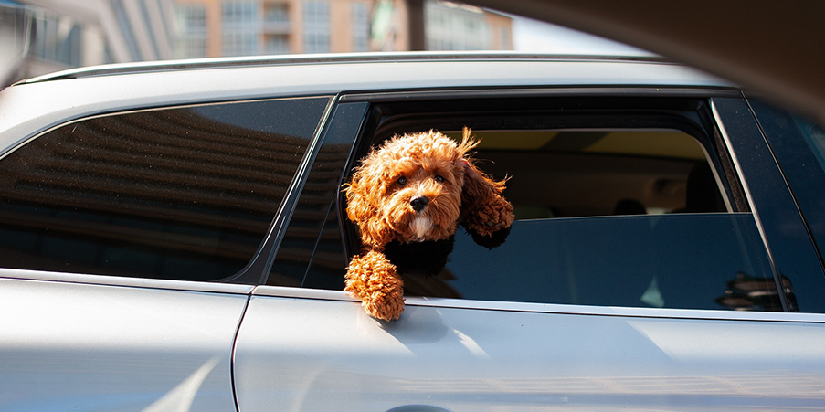 dog-in-car