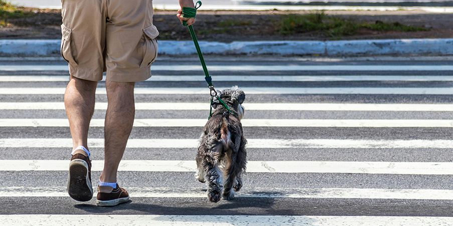 Keep_Your_Dog_Off_Hot_Surfaces_This_Summer