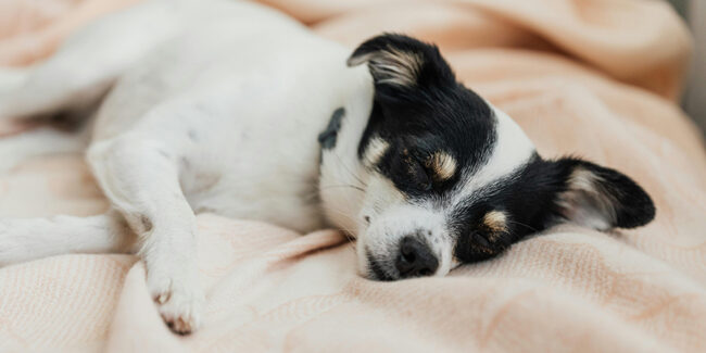 Why_Hiring_a_Dog_Boarding_Company_in_Kelown dog boarding kelowna