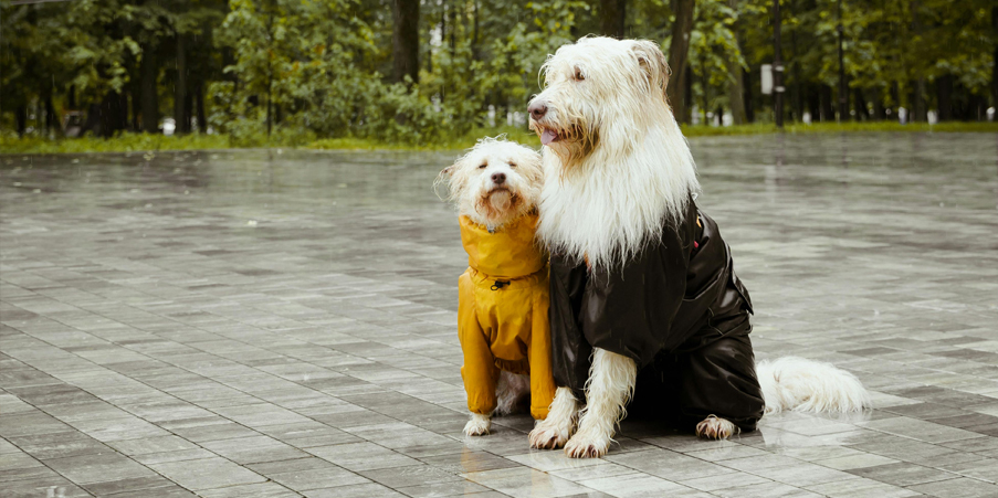 Walking_Your_Dog_in_the_Rain_in_Kelowna