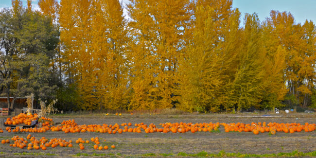 dog-walking-kelowna-fall