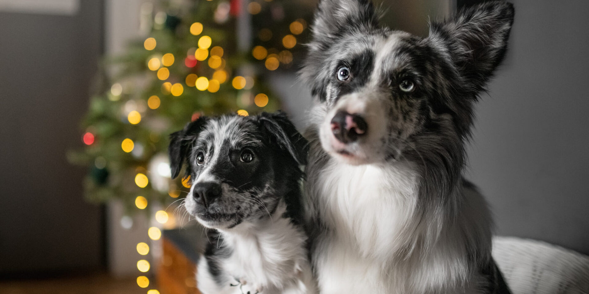 dog-boarding-christmas dog boarding kelowna