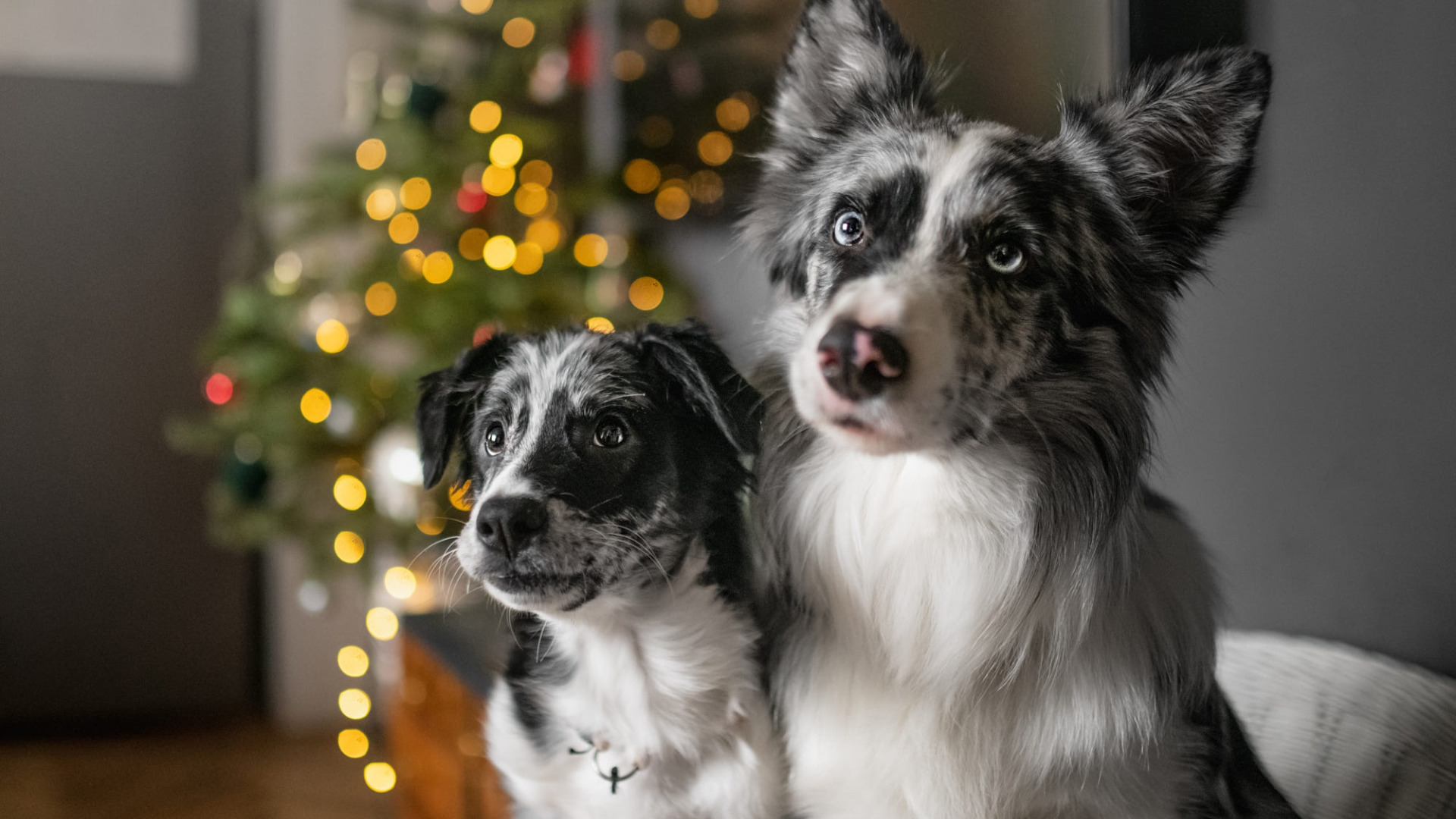 dog-boarding-christmas dog boarding kelowna