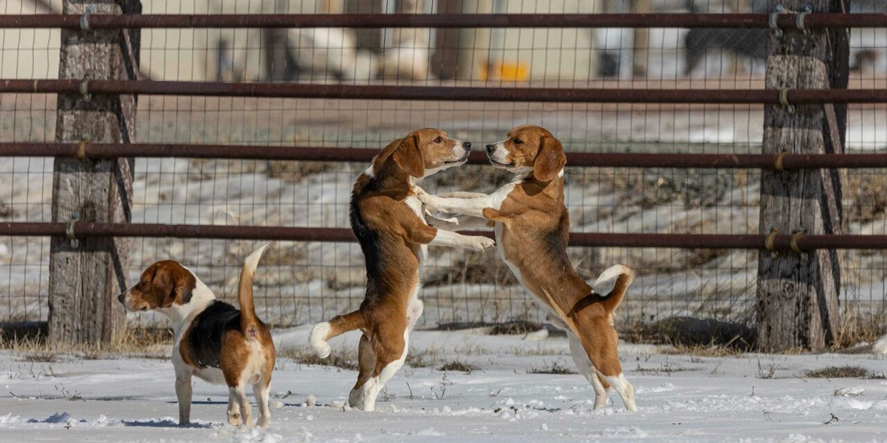 dog-walker-winter kelowna dog walker