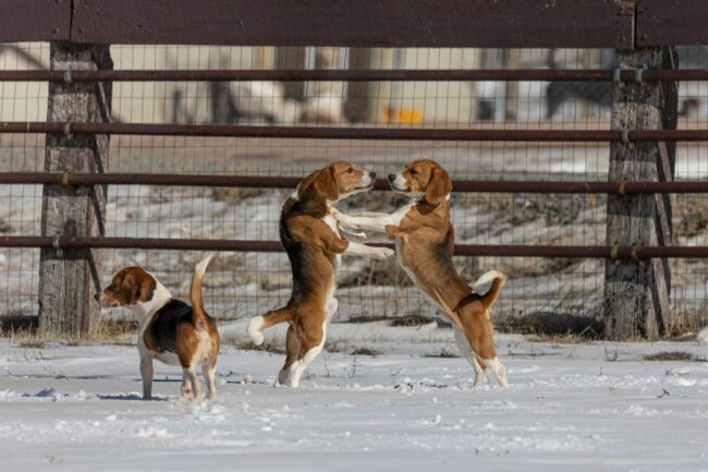 dog-walker-winter kelowna dog walker